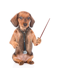 Dachshund puppy wearing  stethoscope points away on empty space. Isolated on white background