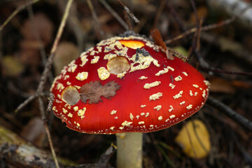Roter Fliegenpilz auf dem Waldboden