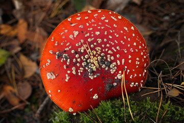 Pilz auf dem Waldboden
