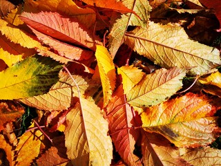 Cerezo en otoño. Hojas doradas, amarillas y rojas que cubren el suelo 
