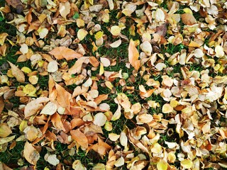 Hojas de otoño doradas y rojas que cubren el suelo.
