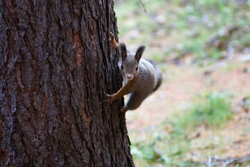 日本の北海道の森林で見つけたエゾリス