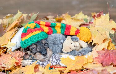 Friendly Dachshund puppy wearing warm hat sleeps with tiny kitten who hugs toy bear under warm plaid in autumn foliage