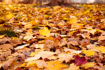 autumn leaves on the ground