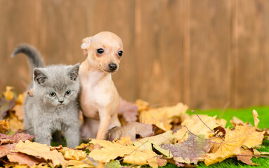 Toy terrier puppy embraces kitten on autumn leaf. Empty space for text