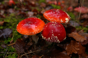Roter Fliegenpilz auf dem Waldboden
