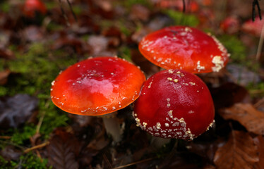 Roter Fliegenpilz auf dem Waldboden