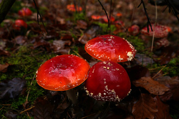 Roter Fliegenpilz auf dem Waldboden