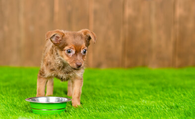 Toy terrier puppy stands with bowl on the green grass. Empty space for text