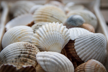 Collection of seashells collected on the beaches of Galicia (Spain)	