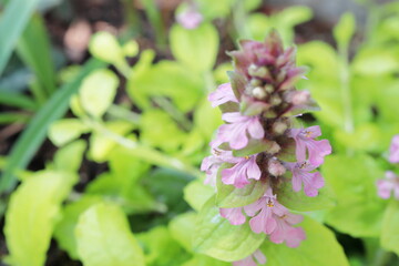 春の半日陰の庭　ピンクのアジュガ　ゴールドライム