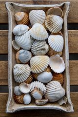 Collection of seashells collected on the beaches of Galicia (Spain)	