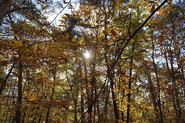 Wald im Sonnenlicht