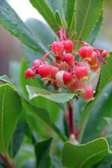 Früchte des Erdbeerbaumes