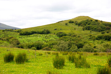 Obraz premium Ireland landscape. Magical Irish hills. Green island with sheep and cows on cloudy foggy day. Northern Ireland, County Donegal
