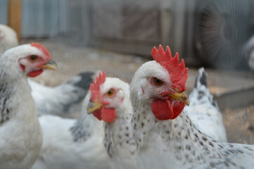 chickens
