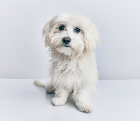 Adorable dog over isolated white background.