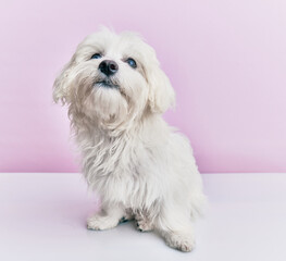 Adorable dog over isolated pink background.