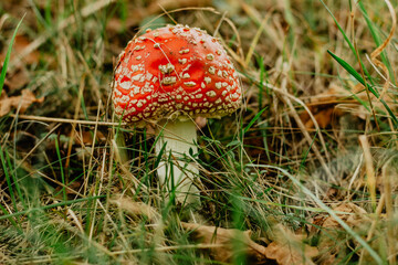 Amanita muscaria known as fly agaric mushroom. Poisonous red mushroom toadstool in the forest. Mushrooms with hallucinogenic experience. Low angle shot. Autumn natural background.