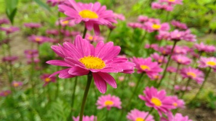 Obraz premium pink cosmos flowers