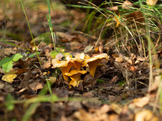 family of chanterelles in a clearing in the forest. mushroom picking.