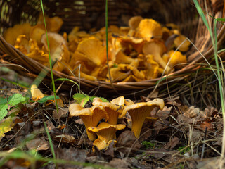 chanterelle mushrooms in a clearing in the forest with a basket of mushrooms. check the mushrooms.