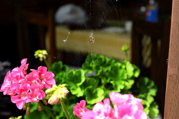 Mały pająk rozwijający sieci pomiędzy kwiatami malwy drzewiastej - obrazy, fototapety, plakaty