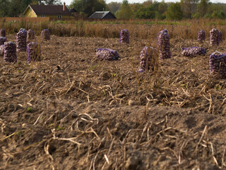 bags of potatoes in the field. the harvest in the fall. potatoes in mesh bags.