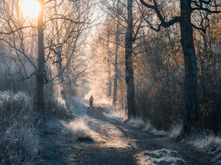 Atmospheric winter landscape with a Sunny foggy path, trees covered with frost and the silhouette of a man walking a pack of dogs.