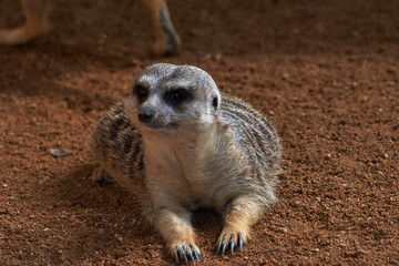 Beautiful portrait of a meerkat lying down while looking straight ahead in a zoo in valencia spain