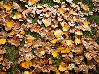 Hojas de otoño doradas y rojas que cubren el suelo.
