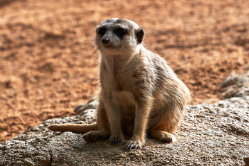 Beautiful portrait of a sitting meerkat while looking sideways in a zoo in valencia spain