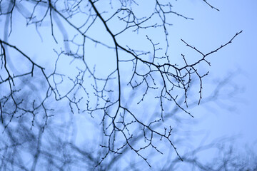 branches without leaves evening autumn, abstract seasonal background sadness