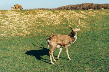 Wild deer nips grass in a green meadow. Nature, beautiful animals live in their habitat. 