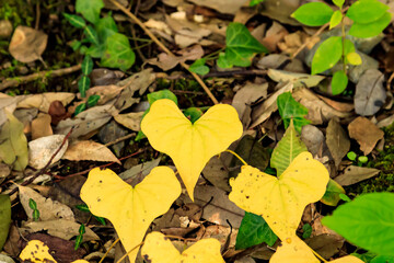 秋の東京のハートの形の黄色い葉