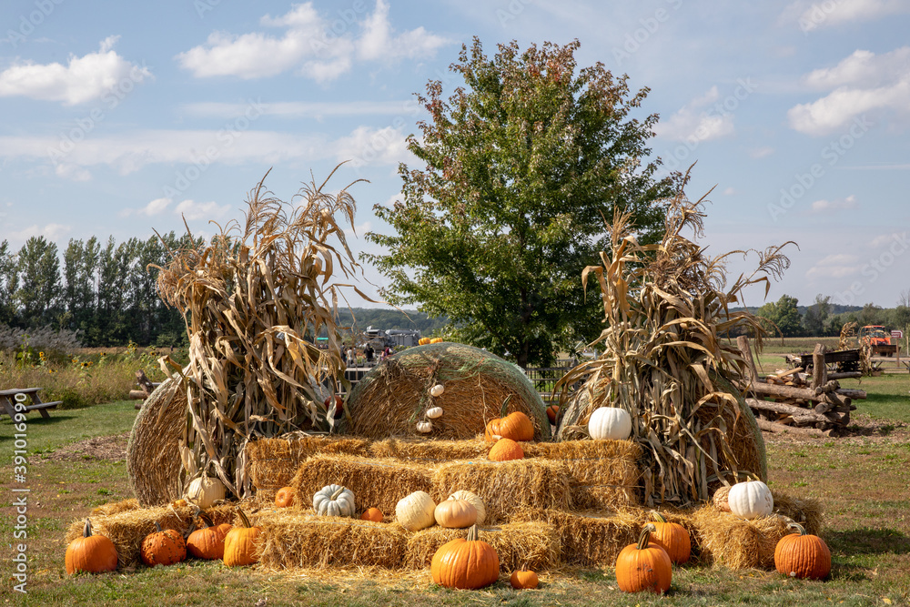 Poster farm field covered in haystacks surrounded by ripe pumpkins under the sunlight