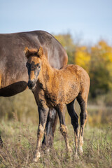 brown little foal next to his mother in the field