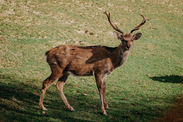 Naklejka na ściany i meble Wild deer nips grass in a green meadow. Nature, beautiful stag animals live in their habitat. 