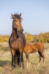 Obraz na płótnie Canvas beautiful brown horse with his foal in the meadow on a sunny day