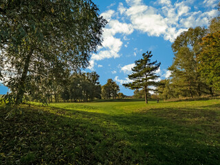 Obraz premium trees in the park