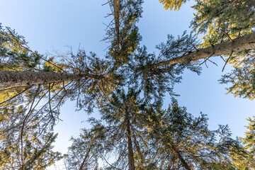 Baumkronen gegen den Himmel Fotografiert