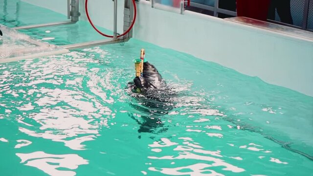 Nerpa plays the saxophone in a pool of water and spins around