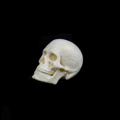 human skull side view on black background