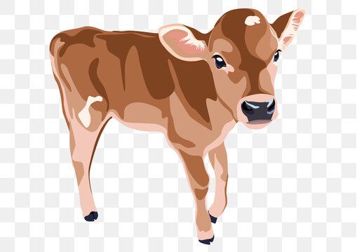 子牛 の画像 337 635 件の Stock 写真 ベクターおよびビデオ Adobe Stock