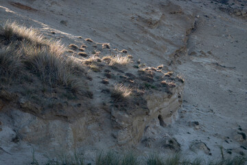 Beautiful island of SYLT, Germany