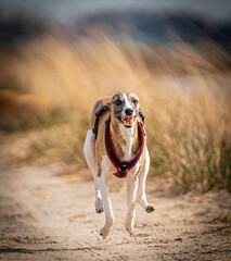 Hund