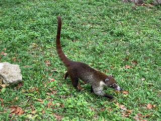 squirrel in the park