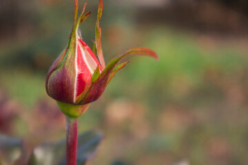 red rose flower