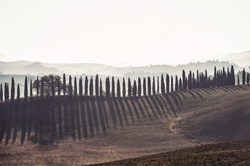 Spectacular magical Tuscany lane of italian evergreen cypress