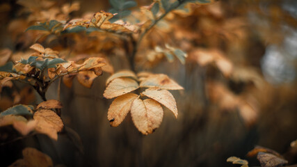 Dog rose yellow autumnal foliage. Artistic, desaturated, shallow depth of field photograph.